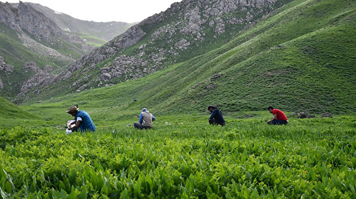 Beytüşşebap ilçesine bağlı yüksek rakımlı yaylalarda otlu peynir yapımında kullanılan bitkiyi toplamaya gelen yüzlerce vatandaş, günlerini yaylada geçiriyor. Vatandaşlara ekmek kapısı olan pancar bitkisinin kilogramı 30 liradan alıcı buluyor. 