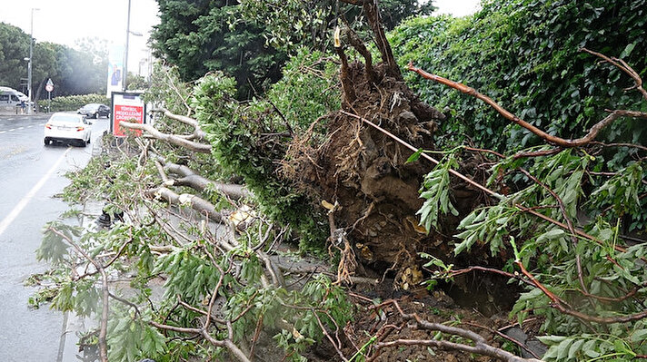 Taksim Mete Caddesi'nde şiddetli rüzgar nedeniyle kökünden sökülen ağaç yola devrildi. 