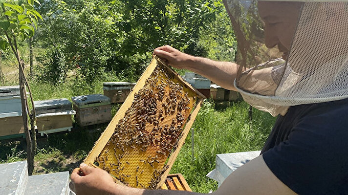 Kestane ağaçlarının çiçek açmasını engelleyen ve kurumasına neden olan gal arısı, Türkiye’de ilk olarak Yalova ile Bursa bölgesinde ortaya çıkmıştı. Gal arısının yeni adresi ise Düzce oldu.

