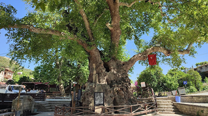 Samandağ ilçesine bağlı Hıdırbey Mahallesi’nde bulunan çınar ağacı, Hz. Musa tarafından dikildiğine inanıldığı için yöre halkı tarafından ‘Musa ağacı’ olarak biliniyor. 7,5 metre gövde genişliği ve 17 metre boyuyla bölgenin simgesi haline gelen Musa ağacı, yıllardır doğal güzelliğiyle ülkenin dört bir yanından gelen ziyaretçilerini gölgesinde ağırlıyor.