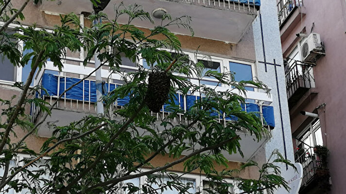 Küçükçekmece'nin en işlek yerlerden biri olan Cennet Mahallesi Hürriyet Caddesi'ndeki ağacın üzerine oğul veren arılar kondu.