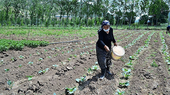 Tokat'ın Reşadiye ilçesine bağlı Bostankolu Kargı köyünde Latife Şimşek (62), yaklaşık 20 yıldır çiftçilik yapıyor. Tokat'ta 2009 yılında düzenlenen kadın çiftçiler yarışmasında birinci olan Şimşek, çalışma azmi ile dikkat çekiyor. Öğretmen olan eşine destek vererek aile bütçesine katkı sağlayan Şimşek, durumundan şikayetçi değil.
