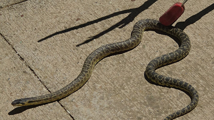 Sandıklı Zafer Mahallesi'nde bir ilkokulun bahçesinde bulunan depoya giren yılanı fark eden okul idarecileri, Sandıklı İtfaiyesinden yardım istedi.
