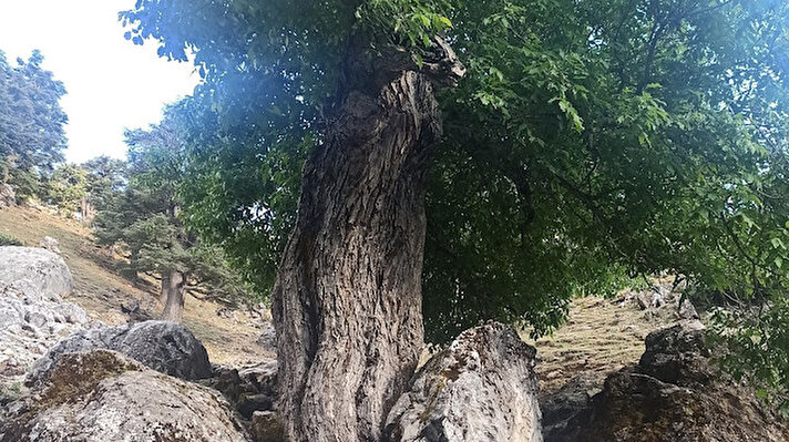 Onikişubat ilçesi Kumarlı Mahallesinde bulunan 400 yıllık ceviz ağacı üzerine yıldırım düşmesine rağmen ayakta durmasıyla dikkat çekiyor. Ceviz ağacı, yıldırımda ortası zarar görmesine rağmen, geçmişteki izlerini bugüne yansıtmaya devam ediyor. Yaz aylarında vatandaşlar ağacın gölgesinde oturarak serinliyor.