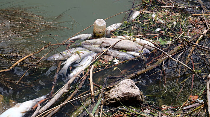 Türkiye'nin en uzun nehri olarak bilinen bin 355 kilometre uzunluktaki Kızılırmak'ta yaklaşık bir haftadır toplu balık ölümleri yaşanıyor.