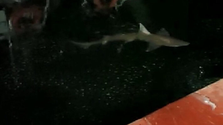 Balıkçı Mehmet Oral önceki gün Haliç'te köpek balığı görüntüledi. Oral, şaşkınlığa uğradığı o anları anlattı.