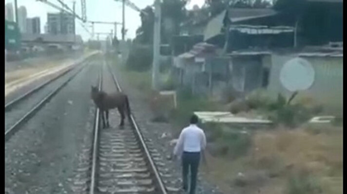 Adana - Tarsus - Mersin yönünde yolcu taşıyan trenin makinistleri raylar üzerinde bir atın olduğunu ve trenin yaklaşmasına rağmen hareket etmediğini fark etti.