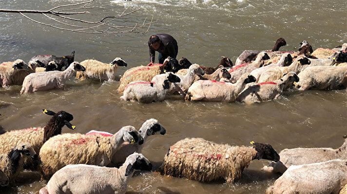 Kars'ta küçükbaş hayvanların daha sağlıklı gelişmesi için havaların ısınmasıyla birlikte yapılan koyun kırkma işlemi başladı. 