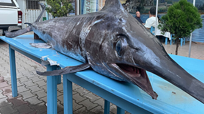 Gökçeada açıklarında balıkçılar tarafından avlanan yaklaşık 3 metre uzunluğunda ve 90 kilo ağırlığındaki kılıç balığı, Edirne’nin Keşan ilçesindeki bir balık restoranına satıldı. 