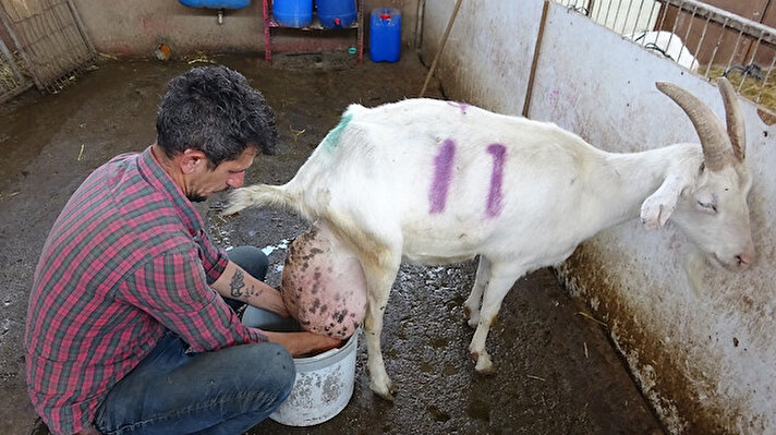 Mudanya ilçesinin Çepni köyünde faaliyet gösteren Seçen Keçi Çiftliğinde bakılan keçi, bir günde 17 litre süt vererek rekor kırdı.