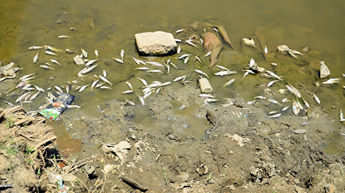 Şehir merkezi ve köylerden geçen Karasu Nehri’nde, geçen yıl olduğu gibi bu sene de balık ölümleri meydana geldi. Karasu Nehri’nin üzerini kaplayan ve kıyıya vuran ölü balıklar, bölgede yaşayanları endişelendirdi. 