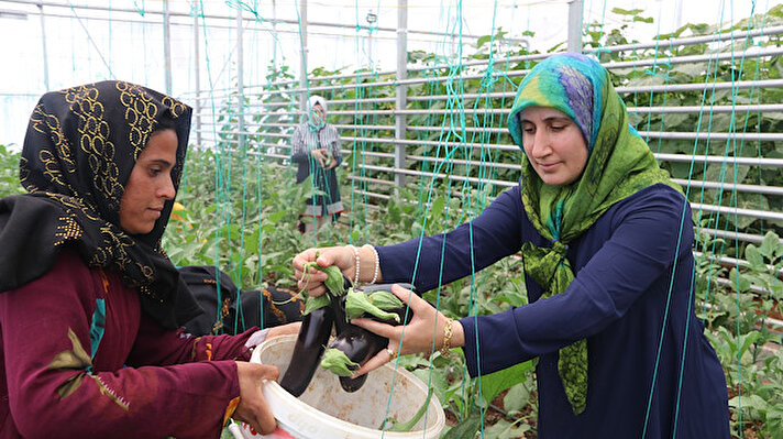 Kentte aralarında Suriyelilerin de bulunduğu 17 kadın, Uluslararası Göç Kuruluşu finansmanıyla geçen yıl SAF Kadın Girişimi Tarımsal Üretim ve İşleme Kooperatifini kurdu.