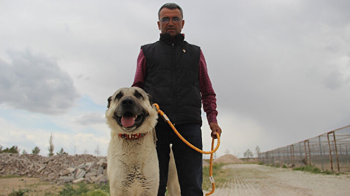 Sivas'ın dünyaca ünlü değerlerinden olan Kangal köpeği ırkının çoğaltılması ve saflığının korunması amacıyla yeni projeler geliştirilmeye devam ediyor. 