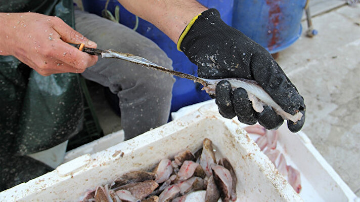 Zehirli dikenlerinden ayrılan iskorpit balığı, kentteki tezgahlarda kilogramı 75 liradan satışa sunuluyor.

