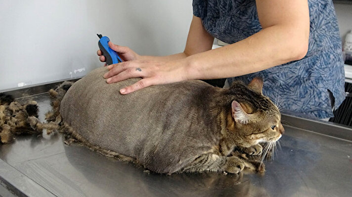 Keşan’da işletmecilik yapan Ecem Gürler’e (40) ait tekir cinsi dişi kedi, kilosuyla dikkat çekiyor. 