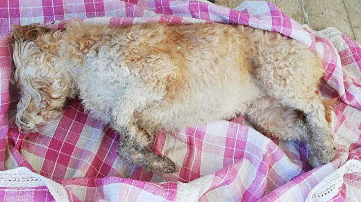 Ayvacık ilçesi Fatih Mahallesi Çamlık Caddesi'ndeki bir parkta pazartesi günü vatandaşlar, 30’a yakın köpek ve kedi ölüsüyle karşılaştı.