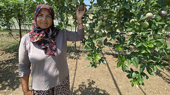 Antalya’nın Aksu ilçesinde yaşayan ev hanımı Güllü Gürler, 2019 yılında 20 tane passiflora meyvesini 500 metrekare açık arazisine şifa niyetine ekerek işe başladı.