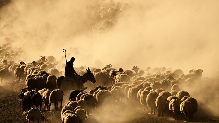 Bitlis’in Tatvan ilçesine bağlı Kıyıdüzü köyünde koyun sürülerinin Nemrut Dağı’ndaki yaylalara zorlu ve tozlu yolculuğu havadan drone ile görüntülendi.
Tatvan ilçesine bağlı Kıyıdüzü’ndeki çobanlar, binlerce koyunu tarlalara ekilen buğdaylara ve ekinlere zarar vermemesi için toprak ve tozla kaplı vadiden götürmek zorunda kalıyor.