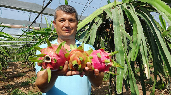 Mersin’in Erdemli ilçesinde bir üretici diyabet hastası babası için 680 metrekarelik tarlasında ejder meyvesi olarak da bilinen pitaya yetiştirmeye başladı. 