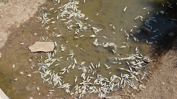 İlçenin Köprücük ile Beşatlı köylerinin içinden geçen derede toplu balık ölümleri meydana geldi.