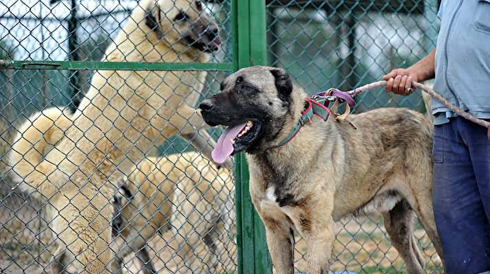 Tarım İşletmeleri Genel Müdürlüğü’nün (TİGEM) Karacabey ilçesindeki en büyük harasında yer alan Köpekçilik Birimi’nde 1997 yılından bu yana safkan 'Kangal' ve 'akbaş' türü yerli ırk köpeklerin üretim ve satışı yapılıyor