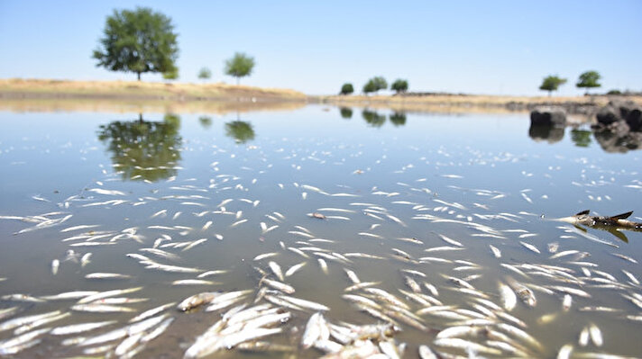 İlçeye bağlı Ertem kırsal mahallesinde 200 yıldan fazladır balıkların yaşadığı Şilan Çayı'nda su seviyesinin azalması ile birlikte son 2 gün içinde toplu balık ölümleri yaşanmaya başlandı.