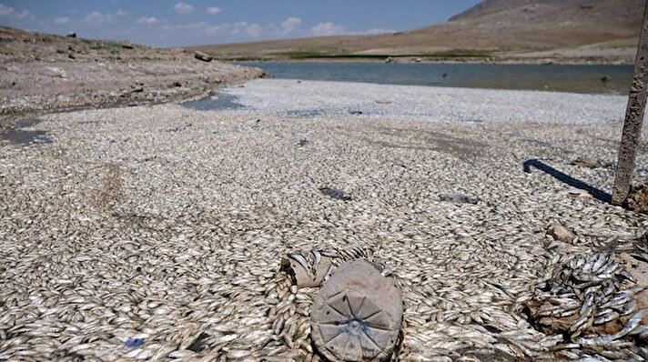 Ahmediye Mahallesi’nde sulama ve taşkın önleme amacıyla 1960 yılında yaptırılan May Barajı'ndaki sular, bu yıl Konya Ovası’nı etkisi altına alan meteorolojik kuraklık nedeniyle çekildi.