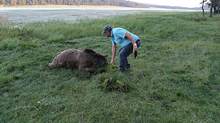 Seben ilçesindeki Aladağ Göleti'nin yüzeyinde bir hayvan olduğunu gören köylüler, traktör ve kayık yardımıyla hayvana ulaştı.

