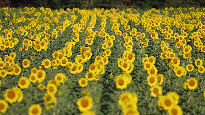 Edirne Ovası'nı sarıya bürüyen bölgede "sarı gelin" olarak da anılan ve kenti dev bir yağlı boya tabloya dönüştüren ayçiçekleri, veriminden dolayı çiftçiyi, görselliğiyle de vatandaşları mutlu ediyor.

