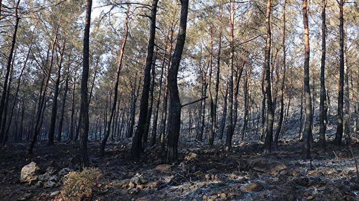 Ölüdeniz'in Ovacık mevkisi ve tarihi Kayaköy mahalleleri arasındaki ormanlık alanda, saat 00.30 sıralarında 3 noktada birden yangın çıktı. Bölgeden yükselen alevleri fark edenler, 112 Acil Çağrı Merkezi'ne bildirdi. İhbar üzerine bölgeye Muğla Orman Bölge Müdürlüğü'ne ait 1 ilk müdahale aracı, 1 su tankeri, 3 arazözle sevk edilen 20 orman işçisi ve Fethiye Belediyesi'nin 10 itfaiye araçlı 30 itfaiye eri, alevlere ilk müdahaleyi yaptı.