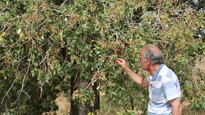 Siirt’in Tillo ilçesine bağlı Çatılı köyünde bıttım ağaçları budanarak fıstık aşıları yapıldı. Yapılan aşılar nedeniyle bıttım ağaçlarından fıstık elde edildiği için bıttım üretimi yok denecek kadar azaldı. Araştırmacı gazeteci yazar Ayhan Mergen bağ, bahçe sahiplerinin fıstık ağaçlarına yöneldiği için bıttım ağaçlarının azaldığını bu nedenle de fiyatların iki katına çıkacağını belirtti.