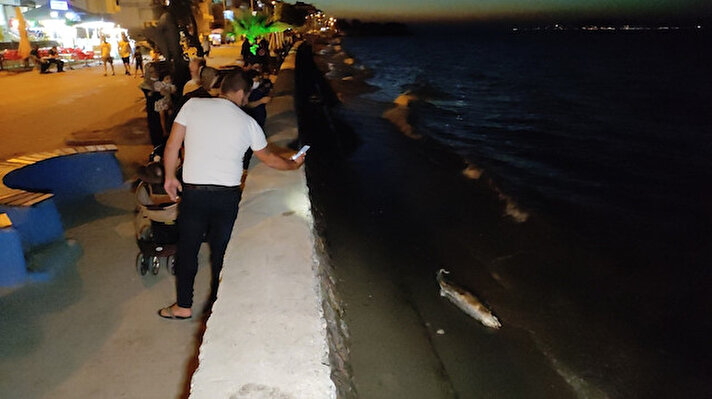 Mudanya Güzelyalı'da balıkçıların kaçak attıkları ağlara takılan yunus sahile vurdu.