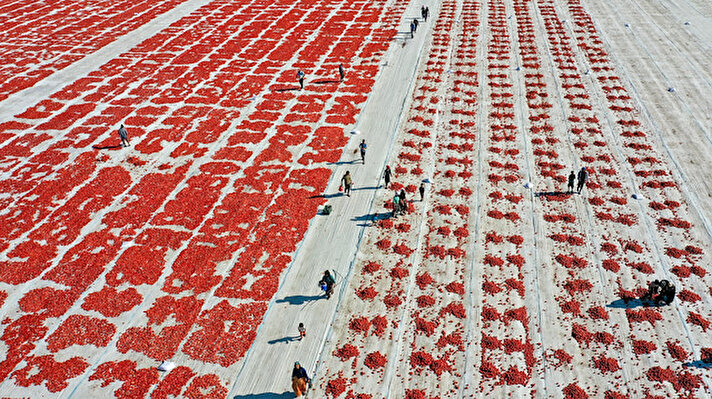 Türkiye'nin önde gelen tarımsal ihraç ürünlerinden kurutulmuş domatesin ana üretim bölgelerinden Torbalı'da tarlalar, temmuz ayından itibaren kırmızıya büründü.

