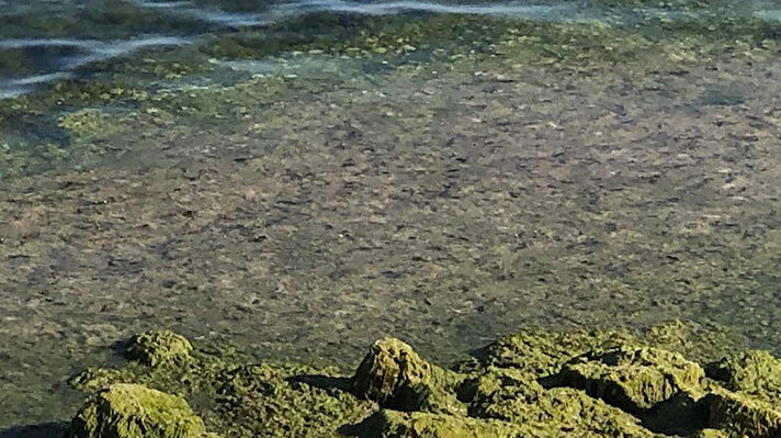 Su kaynaklarının hızla azalması ve kirlenmesiyle birlikte sıcaklıklardaki aşırı artışlar, göllerde dipte biriken mavi- yeşil algler yüzeye çıkıyor. Türkiye'nin en büyük üçüncü, tatlı su açısından ise en büyüğü olan Beyşehir Gölü'nde de suyun rengi yeşile büründü. 