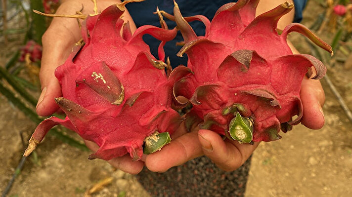 Antalya'nın Aksu ilçesinde yaşayan girişimci ev hanımı Güllü Gürler, İhsaniye Mahallesi'nde 2019 yılında ektiği ejder meyvelerini (pitaya), iki yıldır hasat ederek, yurt içi ve yurt dışına ihraç ediyor.