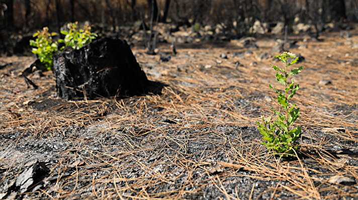 Antalya'nın Manavgat ilçesinde 28 Temmuz günü başlayıp kısa sürede Akseki, İbradı, Alanya ve Gündoğmuş ilçelerine sıçrayan orman yangını 10 günde söndürüldü. 8 kişinin yaşamını yitirdiği ve 75 bin hektar alanın zarar gördüğü yangın, Türkiye’nin en büyük yangınlarından biri oldu. 