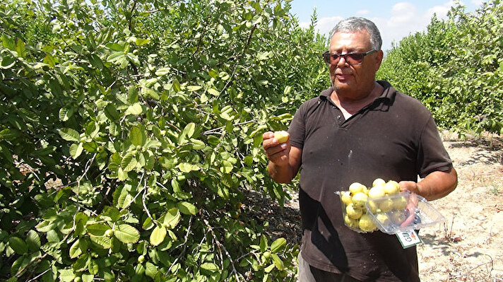 Sökün Mahallesi'nde, ziraat mühendisi Mustafa Levent, 12 yıl önce 8 dönüm arazisinde limona alternatif olarak guava meyvesi yetiştirmeye karar verdi.
