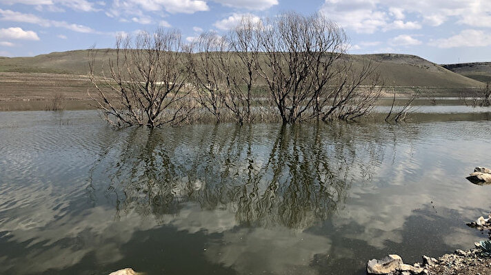 Kars’a yaklaşık 10 kilometre uzaklıkta bulunan sular altında kalan Boğazköy’de köylülerin diktiği ağaçlar, sular çekilince günyüzüne çıktı. Su yüzeyinde ağaçların dallarına konan kuşlar ise görenlerin ilgisini çekiyor.