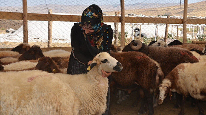 2017 yılında Muş Tarım ve Orman Müdürlüğüne ‘Genç Çiftçi Projesi’ kapsamında müracaatta bulunan ve başvurusu onaylanan Süreyya Yürekdeler isimli kadın, devletten aldığı 40 koyuna gözü gibi bakmaya başladı.