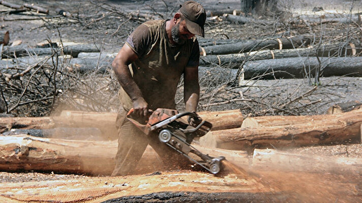 Yangının ilk çıktığı İçmeler Mahallesinde Orman Genel Müdürlüğü İçmeler bölgesinde yanan sahalar için çıktığı ihale sonrası sahada kesim çalışmasına başladı. Sabah erken saatlerde başlayan kesim çalışmalarında günlük 150-200 ağaç kesimi yapılarak istifleniyor.