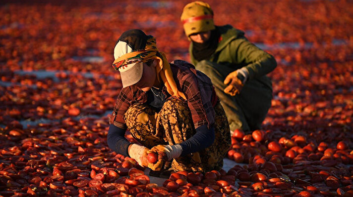 Kayseri’de ilk defa Yeşilhisar ilçesinde kurutmalık ve salçalık olarak yetiştirilen domateslerin hasadı yapıldı. 