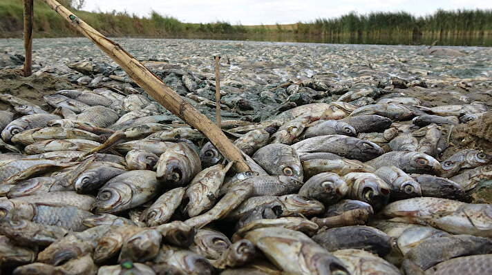 Lüleburgaz'a bağlı Çengelli köyünde vatandaşlar hayvanların su içmek için kullandığı gölette toplu balık ölümlerinin yaşanması üzerine şikayette bulundu. İl Çevre ve Şehircilik Müdürlüğü ekipleri sudan numune alarak incelemede bulundu.