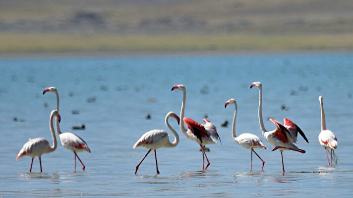 Bitlis’in Adilcevaz ilçe sınırlarındaki Arin Gölü’nde konaklayan flamingolar (allı turnalar) seyri doyumsuz görüntüler oluşturuyor.