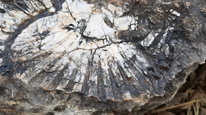 Geçtiğimiz hafta fosseptik çukuru kazılırken Ortaçağ'a ait tarihi tünelin bulunduğu Boğazkaya köyü sınırları içesinde bu kez de milyonlarca yıllık deniz canlısı fosili bulundu. 
