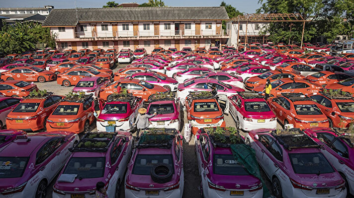 Tayland'ın başkenti Bangkok'ta, kullanılmayan taksiler sebze bahçesine dönüştürüldü.