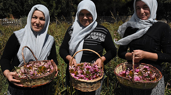 İlçe kırsalındaki Dağkadı Mahallesi'nde yaşayan çiftçi kadınlar, yaklaşık 2 yıl önce ABC Deterjan firması ve İl Tarım ve Orman Müdürlüğü öncülüğünde tıbbi ve aromatik bitki sınıfında yer alan "kirpi otu" olarak da bilinen ekinezya ile tanıştı.