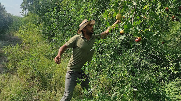 35 yaşındaki Şahin Bolat, 5 yıl önce 14 dönüm araziye 300 hünnap ağacı dikti. Çiftçinin 5 yıl boyunca ilaç kullanmadan ürettiği meyveleri sadece bilenler kilo ile alırken, Bolat pazarında sorun yaşadığı hünnap ağaçlarını söküp yerine ceviz fidanı dikmeyi planladı. Bolat’ın hayatı, bahçenin yanından geçen bir hünnap tüccarı sayesinde değişti.
