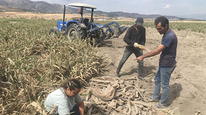 Beyoğlu Mahallesi'nde yaşayan çiftçi Orçan, mısır ekmek için kiraladığı tarlayı sürdüğü sırada traktörün pulluğuna sert bir cismin takıldığını fark etti.
