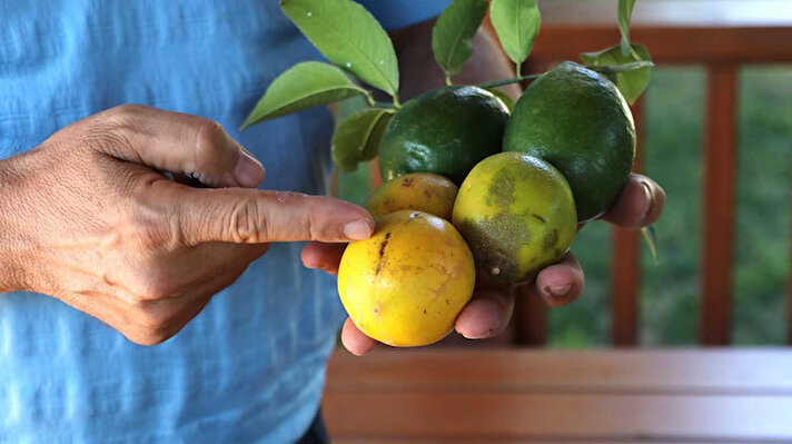 Türkiye’nin narenciye üretiminin üçte birini gerçekleştiren Adana’da yaklaşık 135 bin dekar alanda üretimi yapılan mayer cinsi limonda hasat sürüyor. Bahçede kilogram fiyatı 1 ile 1 buçuk lira arasında değişen limona talep olmazken çiftçinin çöpe attığı ıskarta limonu ise yerel zincir marketler kilogramı 5-6 liradan satışa sunuyor.