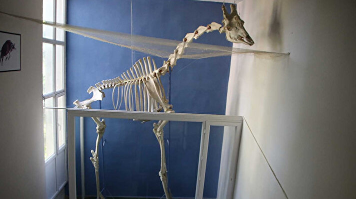 Elazığ Fırat Üniversitesi Veteriner Fakültesi tarafından oluşturulan Anatomi Müzesinde 50 çeşit yabani ve evcil hayvanların anatomik yapıları sergilenirken, müzede sadece fakültede bulunan 5 buçuk metre uzunluğundaki zürafa iskeletinin de olması dikkatli üzerine çekiyor.
